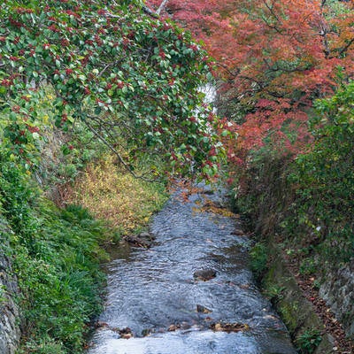 秋に彩られた小さな川の写真
