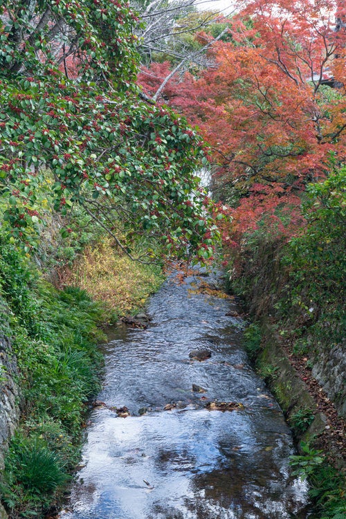 秋に彩られた小さな川の写真