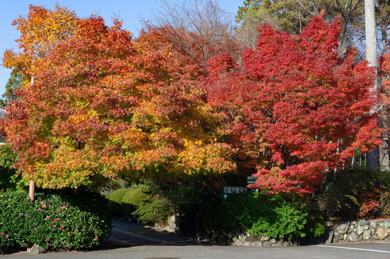「龍安寺第一駐車場から石庭拝観へと向かう通路を覆う見事な紅葉の木々」の写真