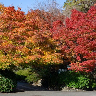 龍安寺第一駐車場から石庭拝観へと向かう通路を覆う見事な紅葉の木々の写真