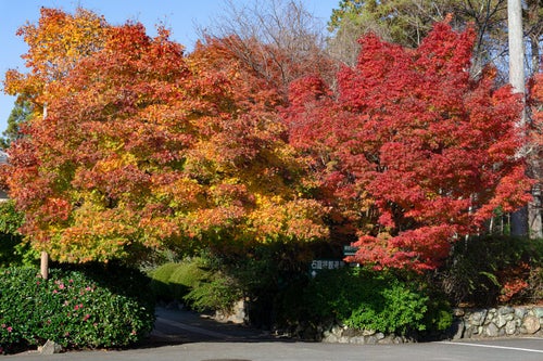 龍安寺第一駐車場から石庭拝観へと向かう通路を覆う見事な紅葉の木々の写真