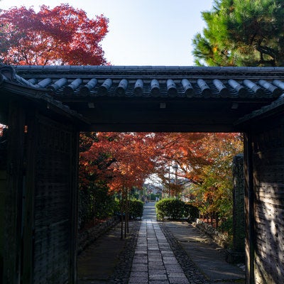 龍安寺の総門の反対側から見る紅葉の写真