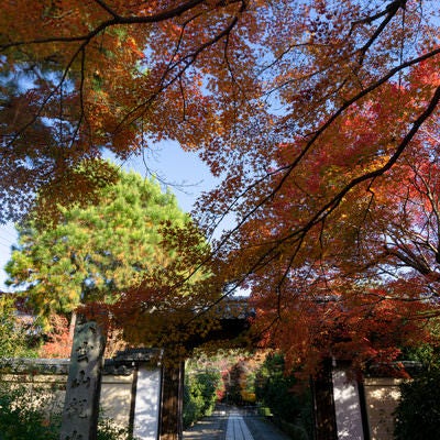 両脇に紅葉する木々が立ち並ぶ石畳の道の写真
