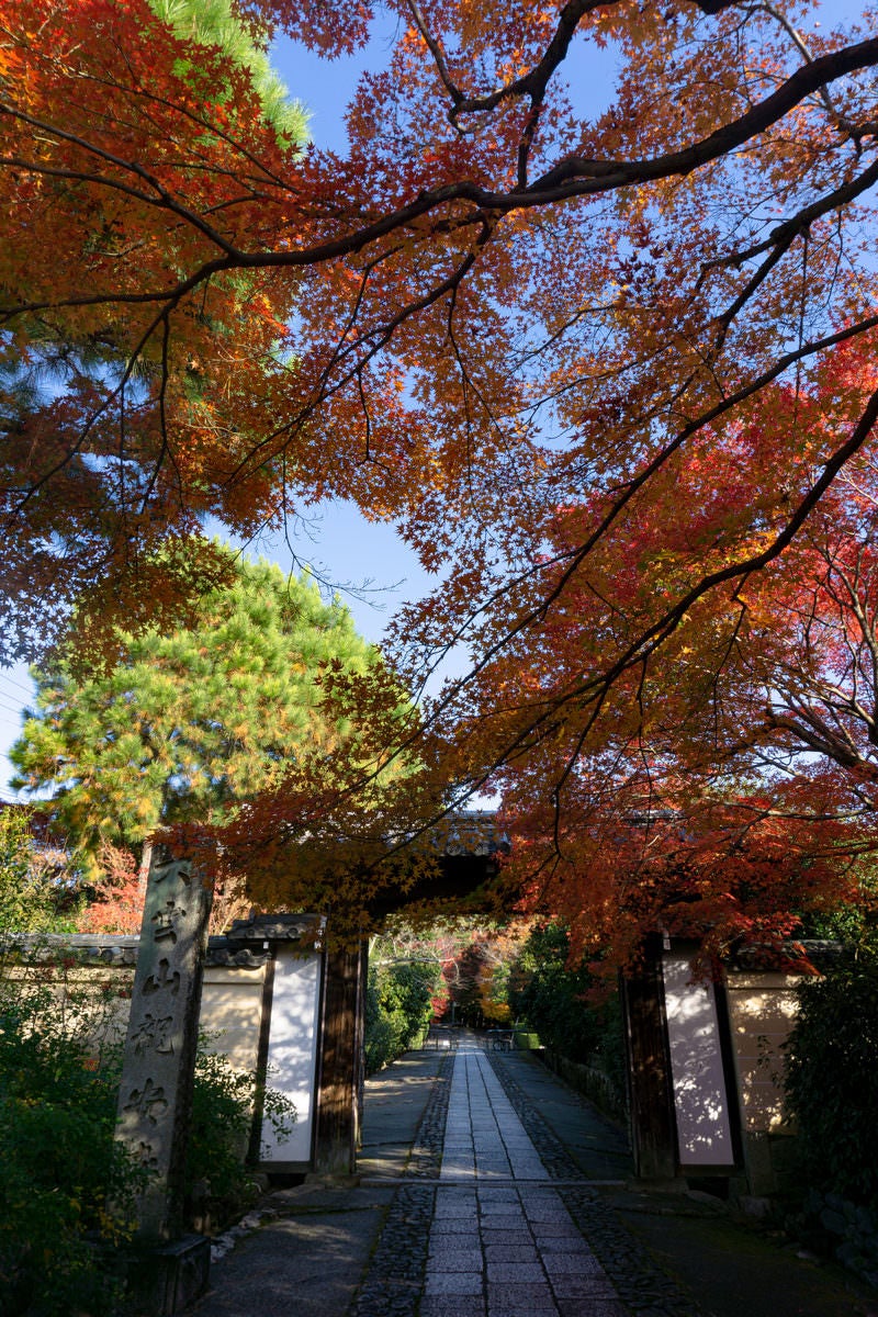 「両脇に紅葉する木々が立ち並ぶ石畳の道」の写真