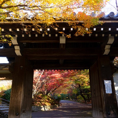 秋の色どりを見せる龍安寺山門の写真