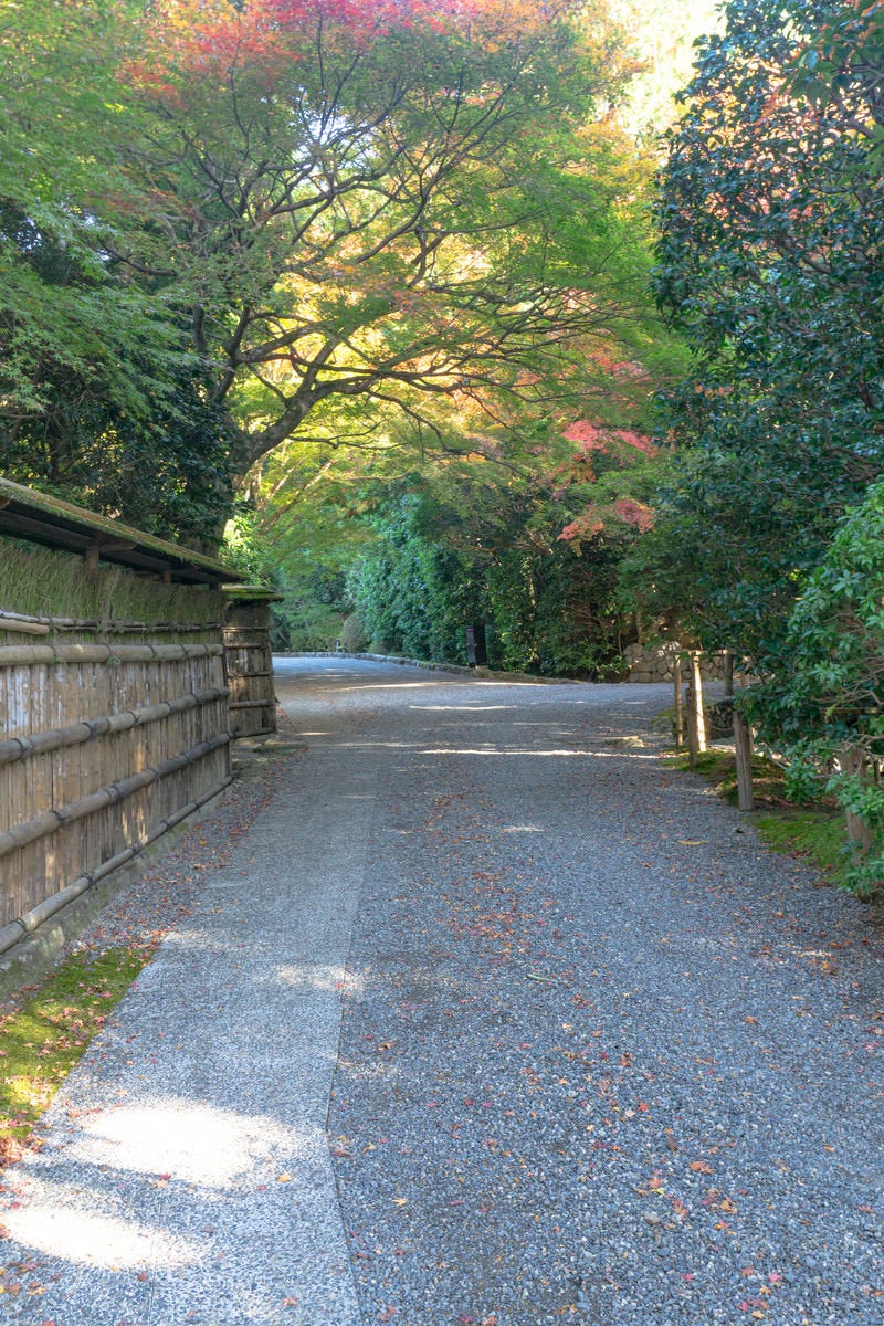 「風情ある竹の塀と紅葉し始めた木に誘われて覗く脇道の風景」の写真