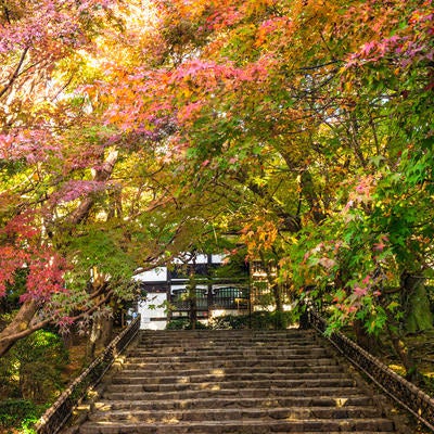 秋の彩りに覆われた参道とその脇を飾る龍安寺垣（りょうあんじがき）の写真