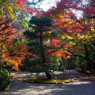 秋の光が差し込む手入れされた美しい庭園の写真
