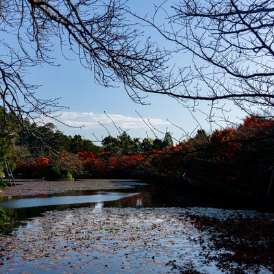スイレンの葉に覆われた鏡容池（きょうようち）と周りを囲む紅葉した木々の写真