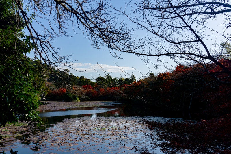 スイレンの葉に覆われた鏡容池（きょうようち）と周りを囲む紅葉した木々の写真