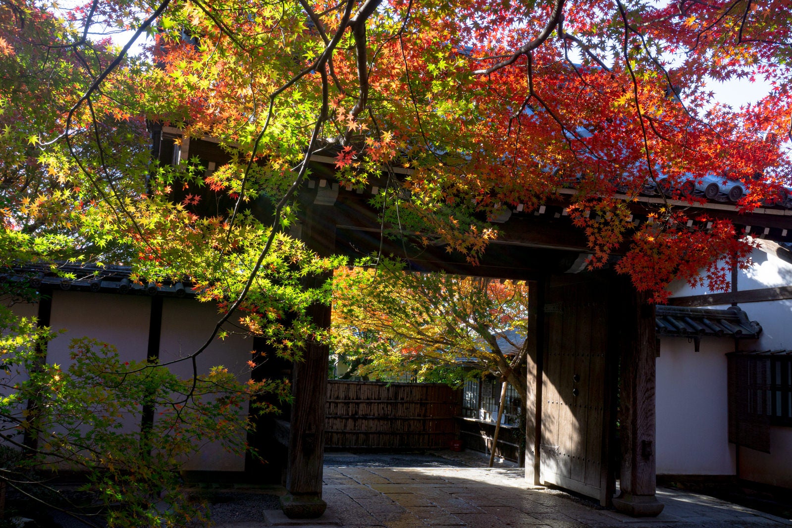 「龍安寺の山門と日に輝く紅葉した枝葉」の写真