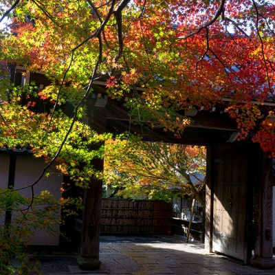 龍安寺の山門と日に輝く紅葉した枝葉の写真