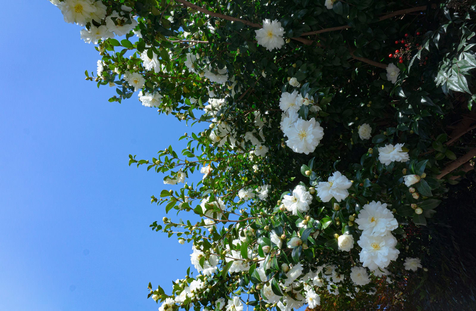 「頭上で華やかな姿を見せてくれる歩道の上に咲く白い山茶花」の写真