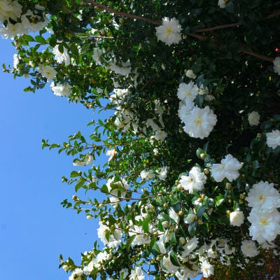頭上で華やかな姿を見せてくれる歩道の上に咲く白い山茶花の写真