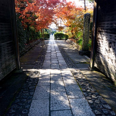 龍安寺総門の外まで続く石畳と脇に立つ紅葉の写真