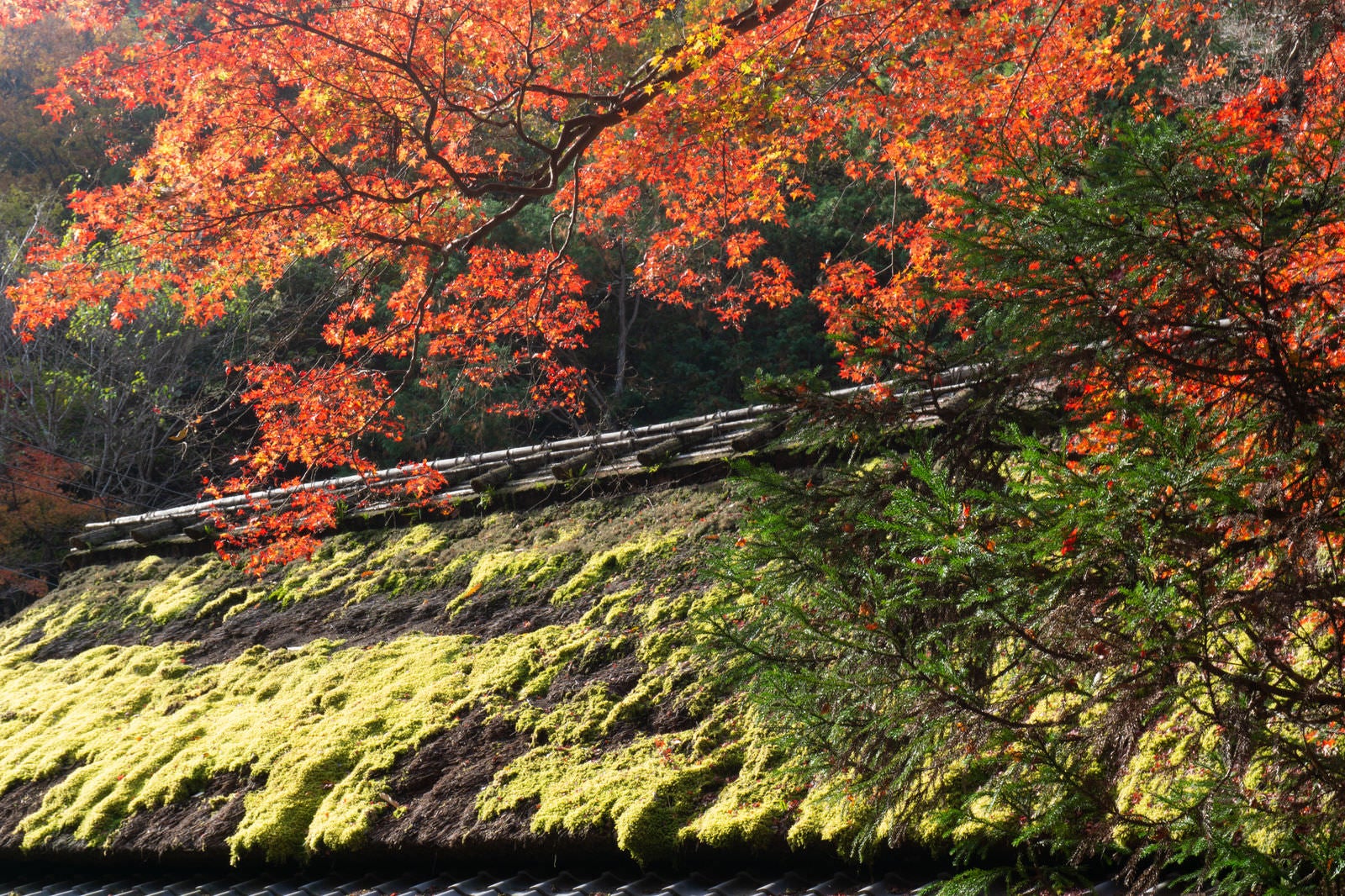 「苔の緑が美しく輝く茅葺屋根に映える紅葉」の写真