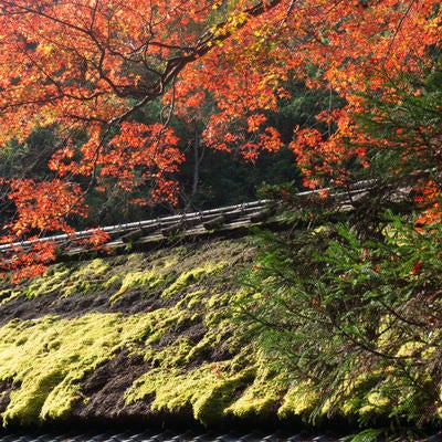 苔の緑が美しく輝く茅葺屋根に映える紅葉の写真