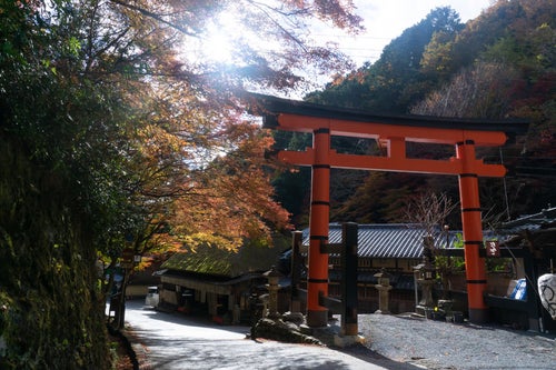 愛宕神社一の鳥居とそれを彩る日の光に透ける紅葉の写真