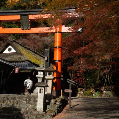 紅葉の見頃な道沿いに建つ愛宕神社一の鳥居の写真