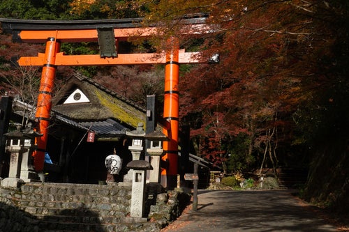 紅葉の見頃な道沿いに建つ愛宕神社一の鳥居の写真