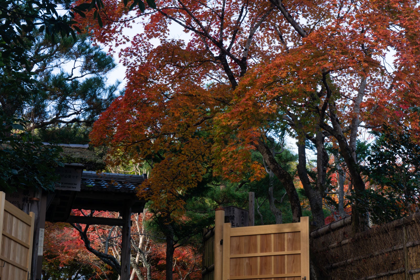 「あだしの念仏寺入り口付近を彩る紅葉」の写真