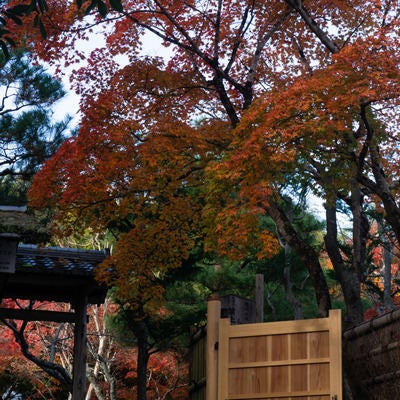 あだしの念仏寺入り口付近を彩る紅葉の写真
