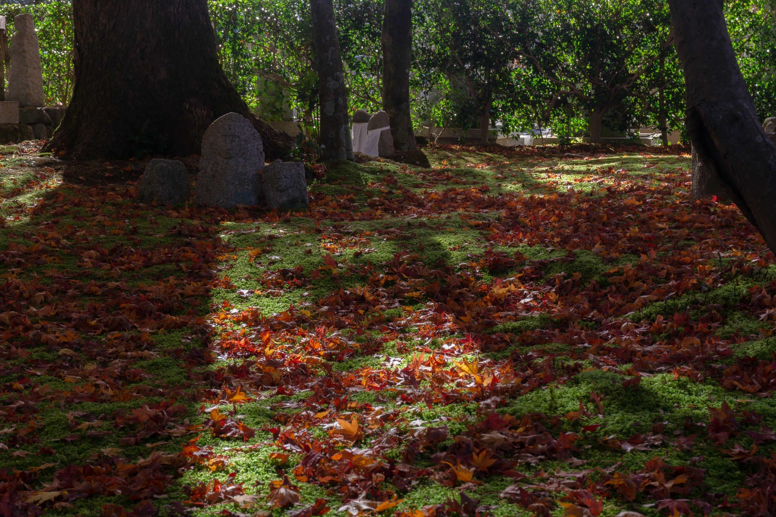 「落ち葉が積もる苔の上に並ぶ石仏」の写真