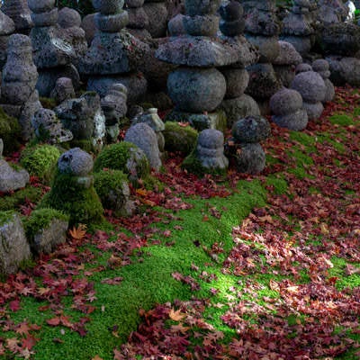 落ち葉か散り積もった苔の絨毯に立ち並ぶ多くの五輪塔の写真