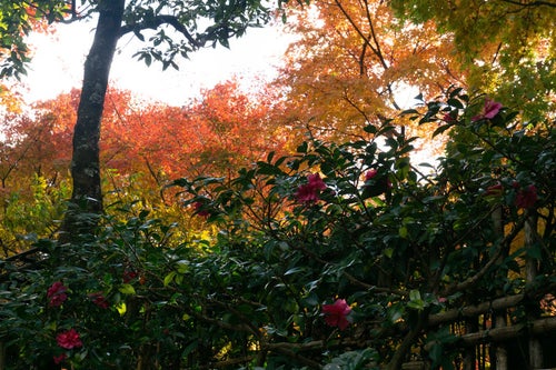 山茶花の背後を彩る紅葉の写真