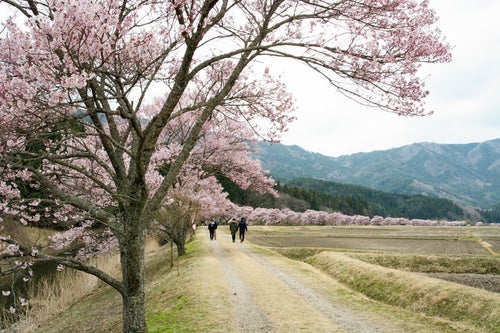 満開の桜並木を楽しむ人々（名倉のコヒガンザクラ並木）の写真