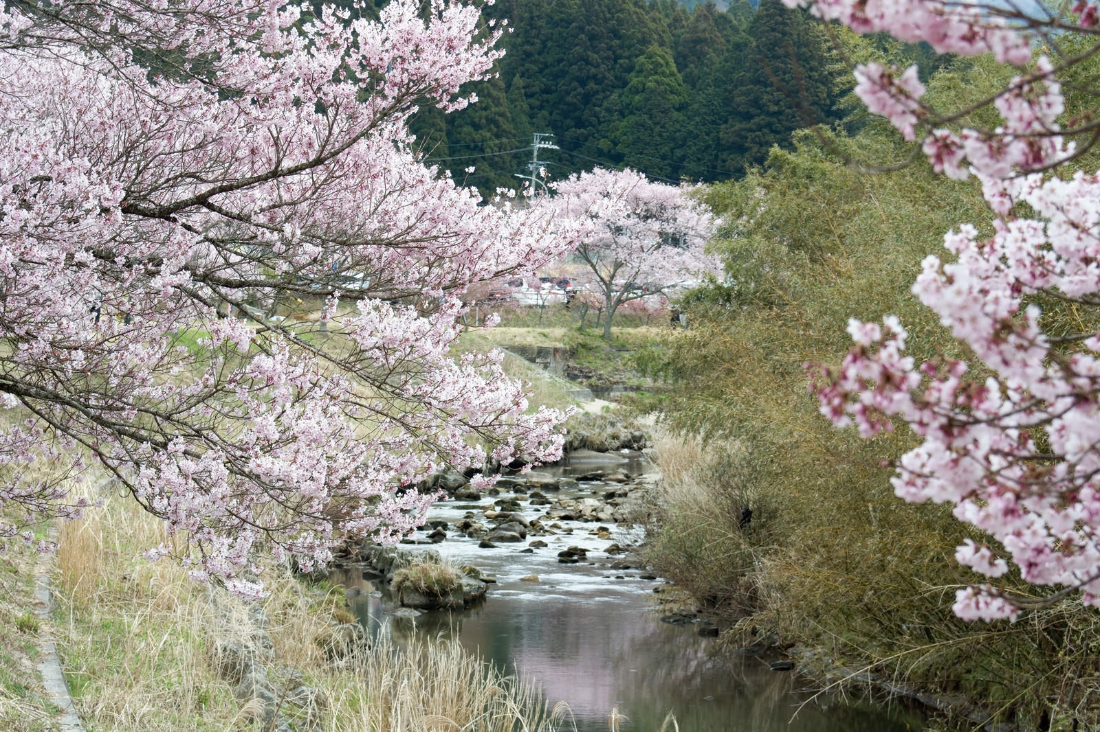 「名倉川にほんのり映るコヒガンザクラ」の写真