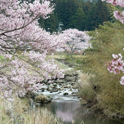 名倉川にほんのり映るコヒガンザクラの写真