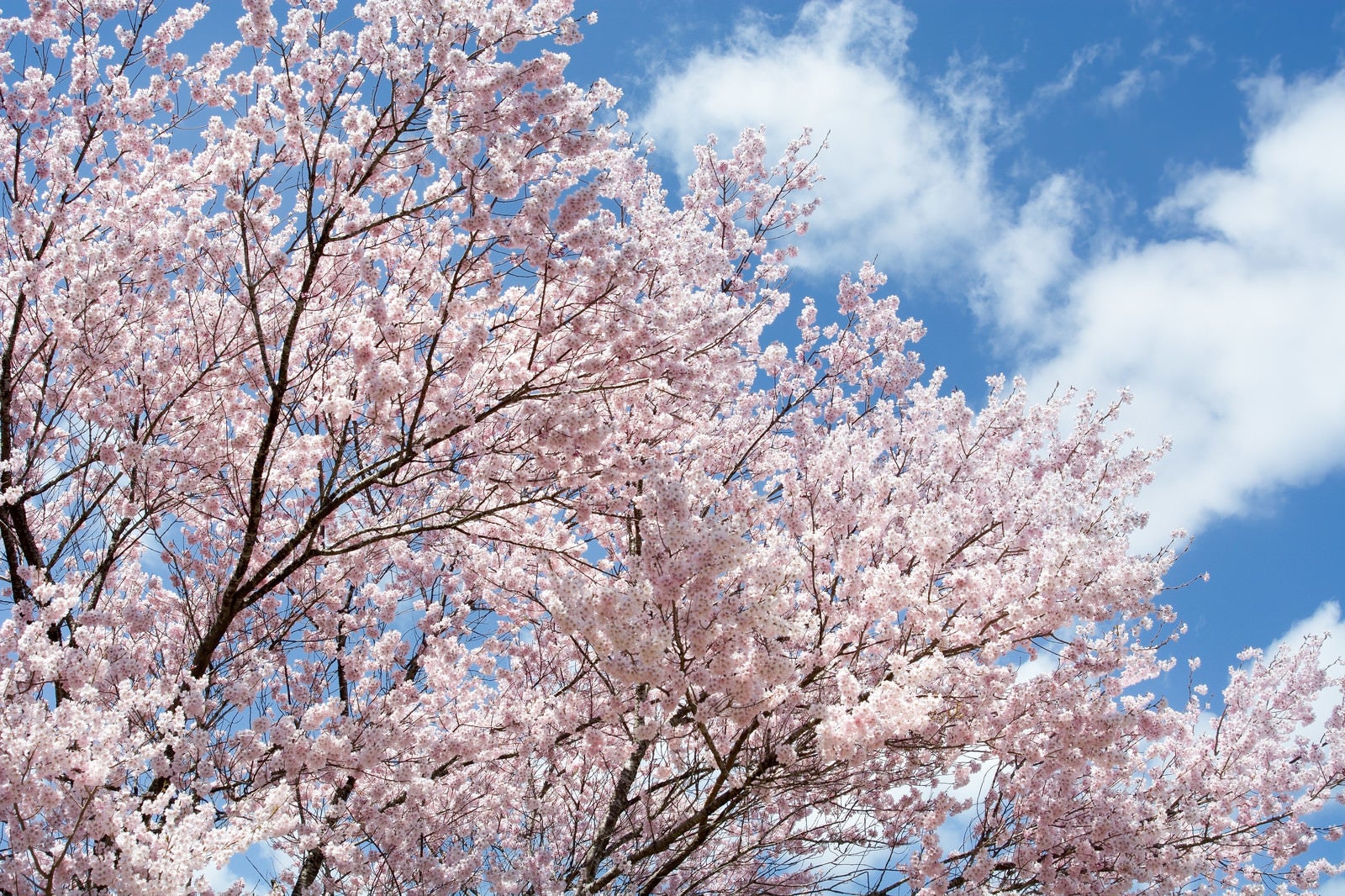 「青空と咲き誇る満開のコヒガンザクラ」の写真