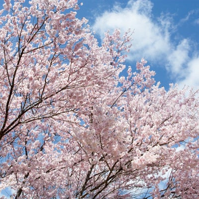 青空と咲き誇る満開のコヒガンザクラの写真