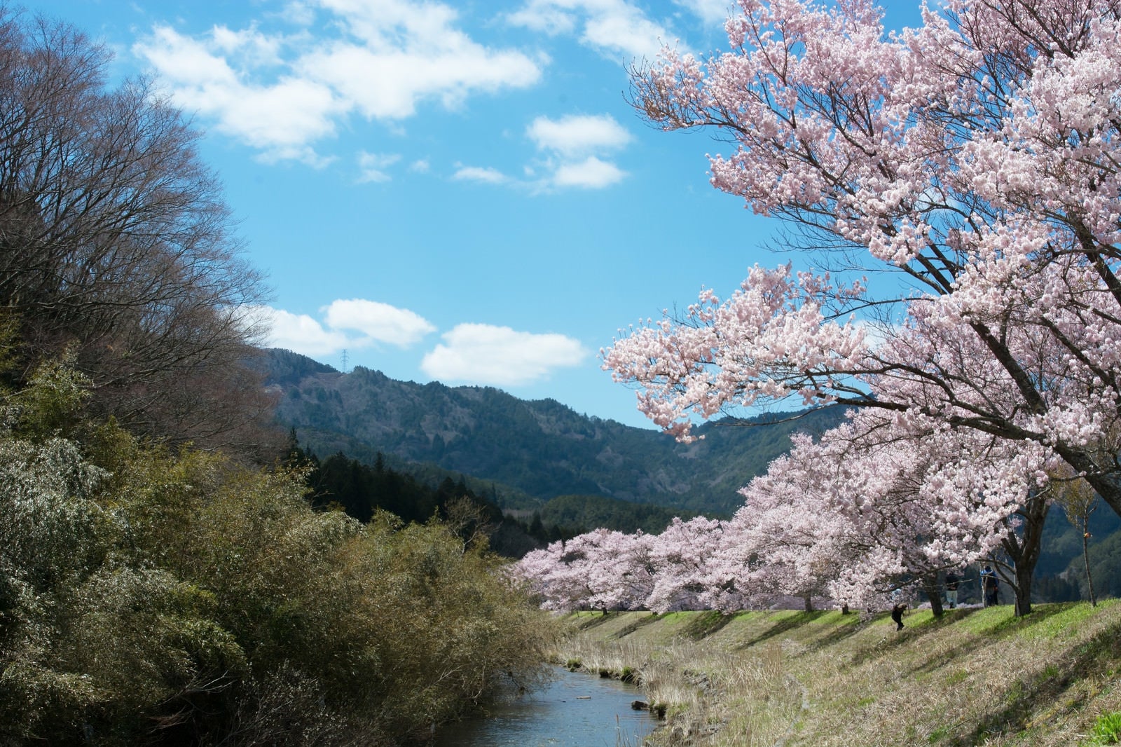 「名倉川沿いを続くコヒガン桜並木」の写真