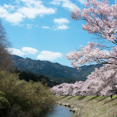 名倉川沿いを続くコヒガン桜並木の写真