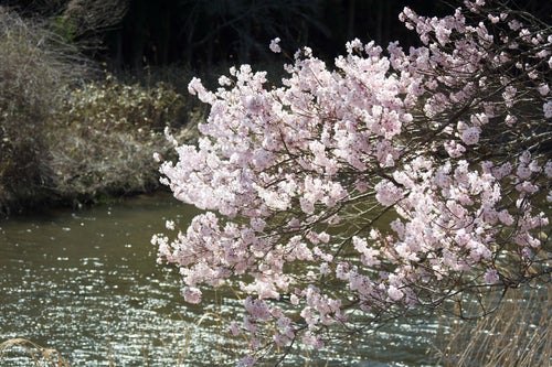 揺れる桜と波立つ川面の写真