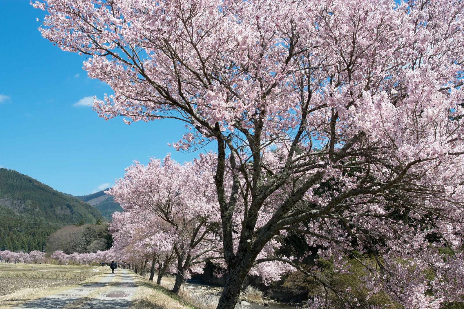 「名倉川沿いの満開のコヒガン桜並木」の写真