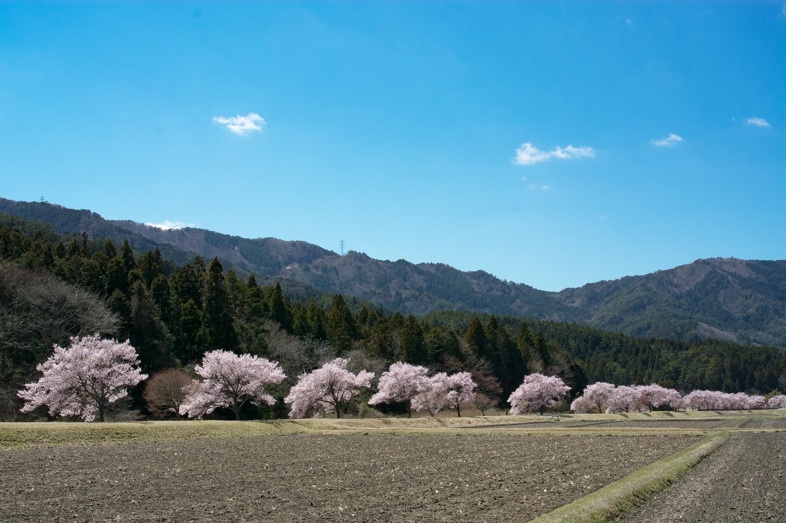 「田んぼ沿いを照らす満開の桜（名倉のコヒガンザクラ並木）」の写真