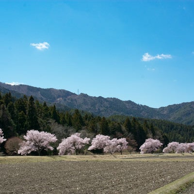 田んぼ沿いを照らす満開の桜（名倉のコヒガンザクラ並木）の写真