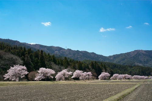 田んぼ沿いを照らす満開の桜（名倉のコヒガンザクラ並木）の写真