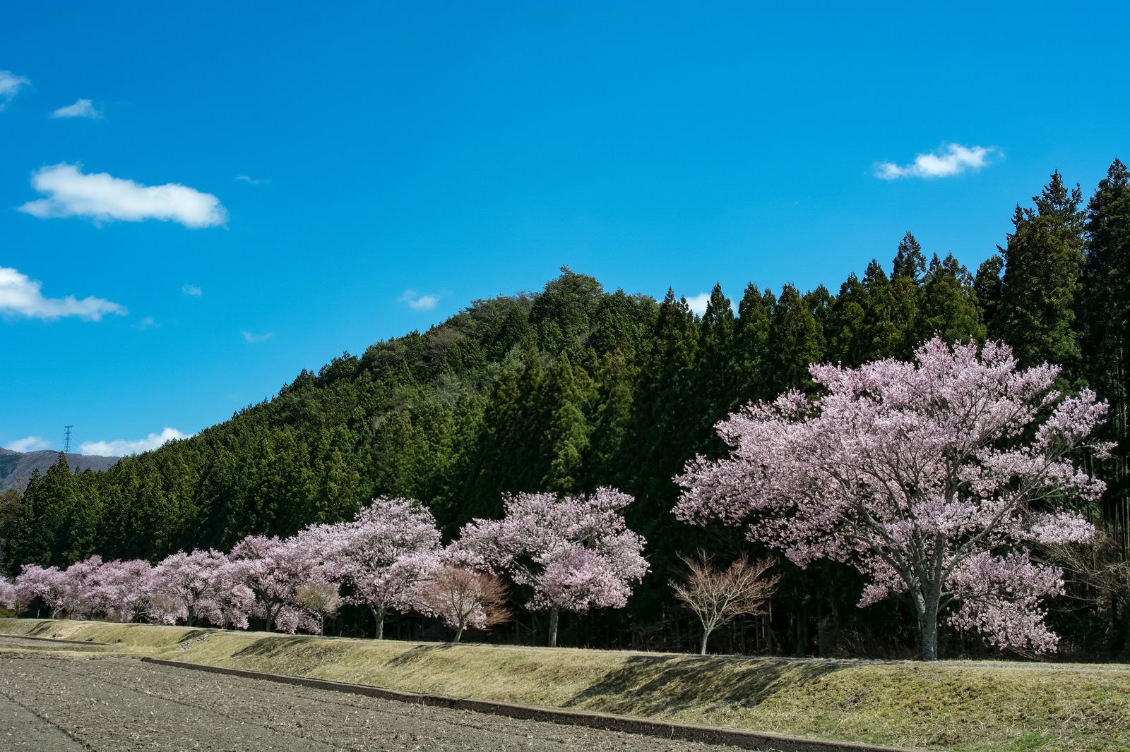 「青空に映える満開の桜並木」の写真