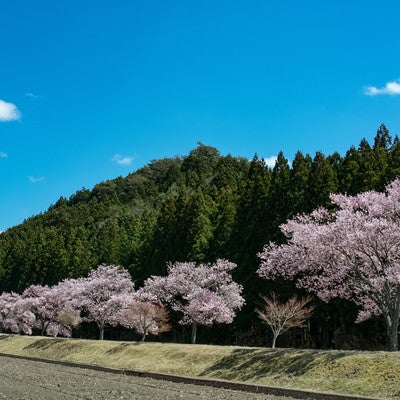 青空に映える満開の桜並木の写真