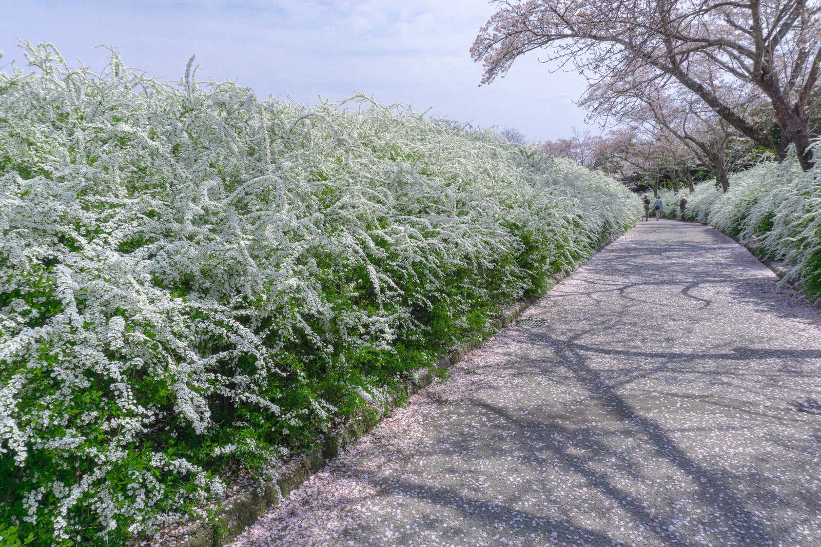 「桜の花びらが積もる小道の両脇を彩るユキヤナギ」の写真
