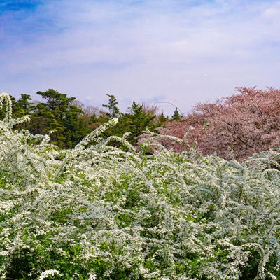 満開のユキヤナギと桜が咲く春の風景の写真