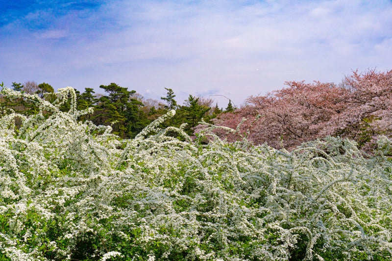 満開のユキヤナギと桜が咲く春の風景の写真