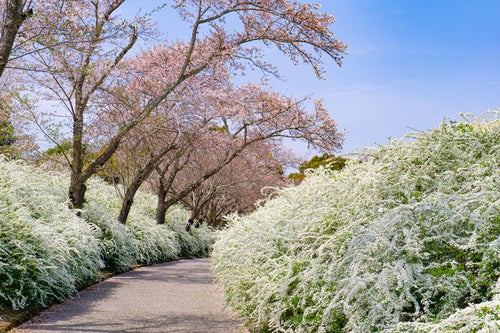 桜とユキヤナギに彩られた小道の写真