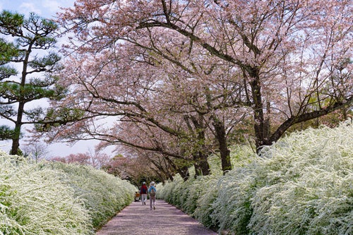 ユキヤナギと桜に囲まれる小道の写真