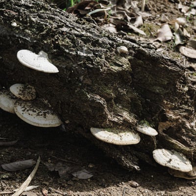 道端の朽ちた木に育つキノコの写真