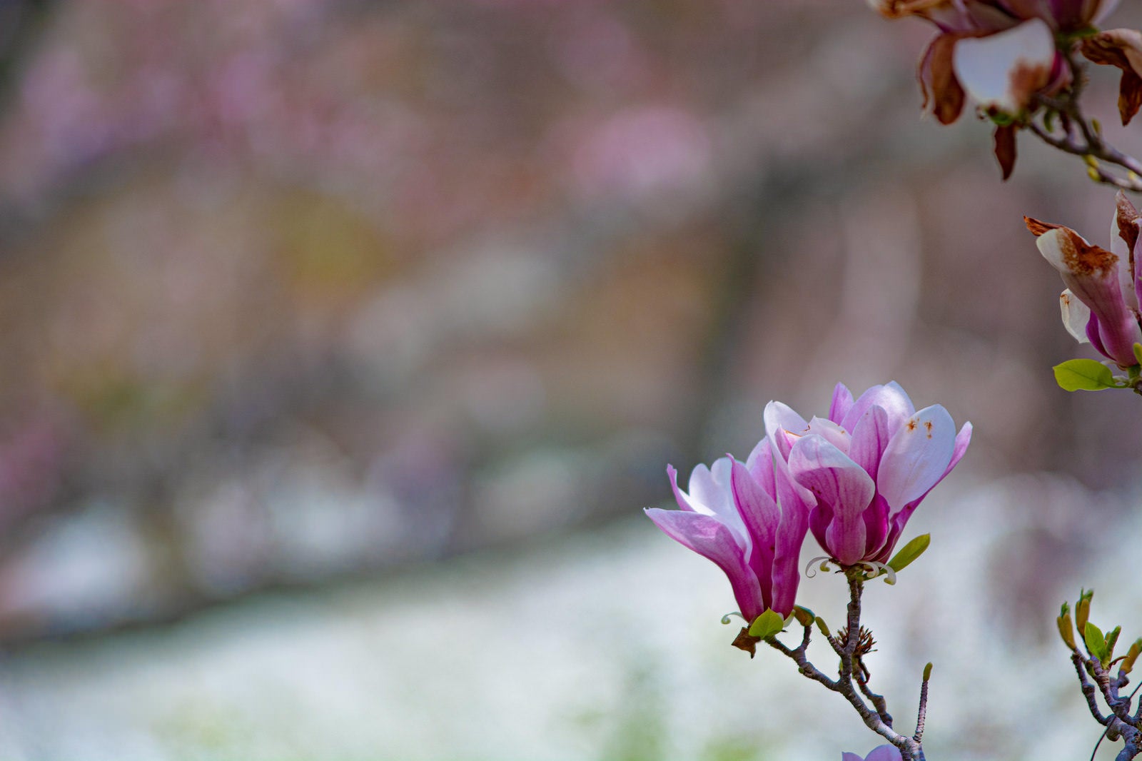 Close-up of pink magnolia (Mokuren) flowers blooming on branch tips with a blurred background